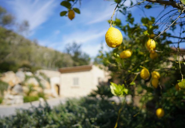 Villa in Pollensa - Can Suau Dalt