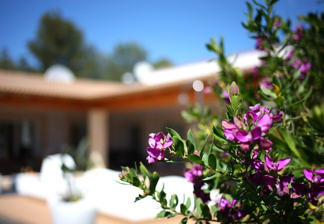 Villa in Pollensa - Villa Alba Villa in Pollensa - Villa Alba