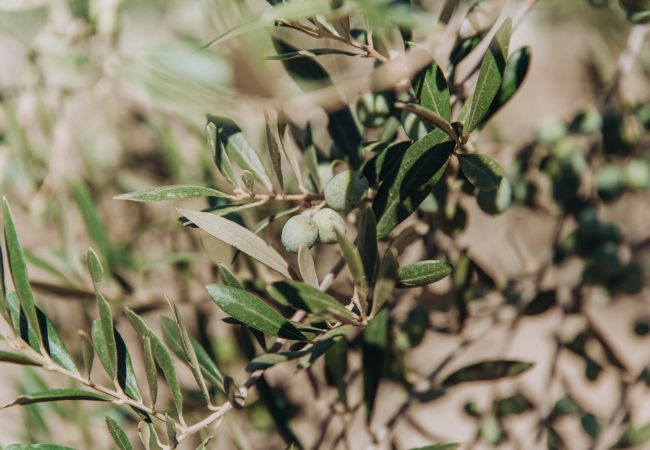 Villa in Llubi - La Finca de Llubi Villa in Llubi - La Finca de Llubi