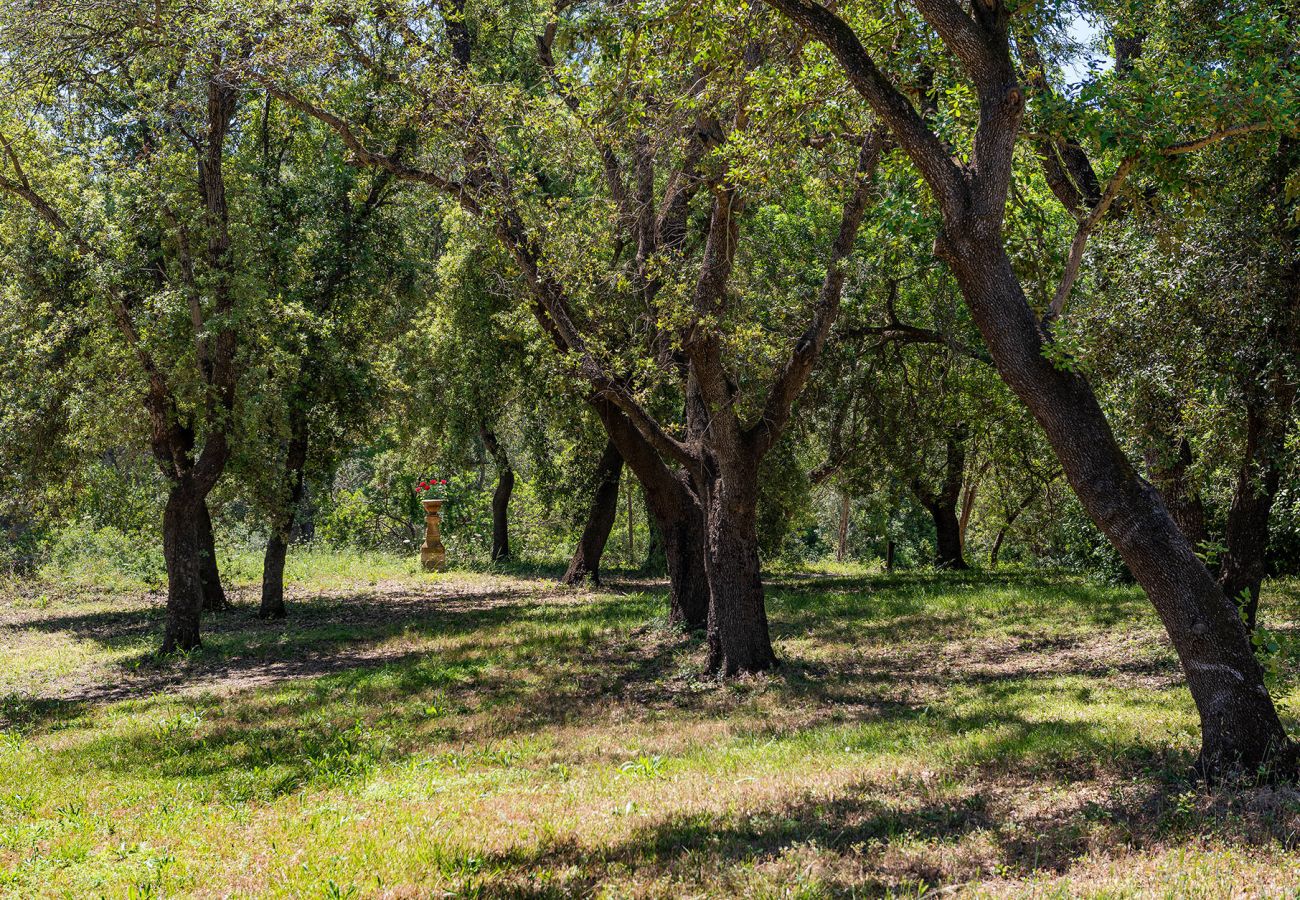 Villa in Pollensa - Finca Caro