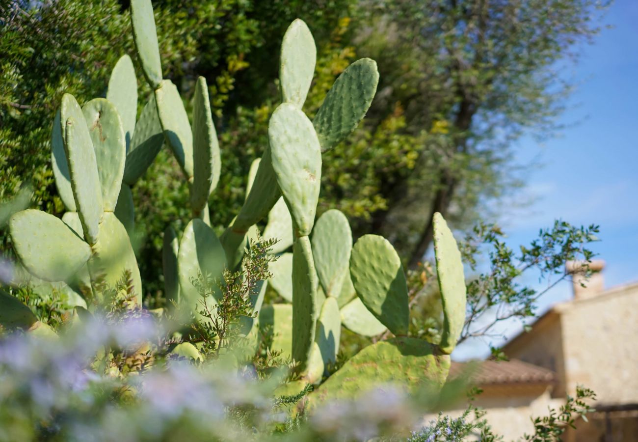 Villa in Pollensa - Can Suau Dalt