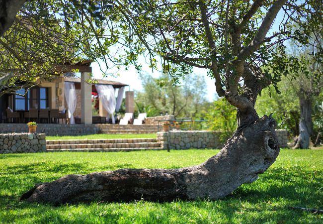Villa in Pollensa - Olivo De La Roca Villa in Pollensa - Olivo De La Roca
