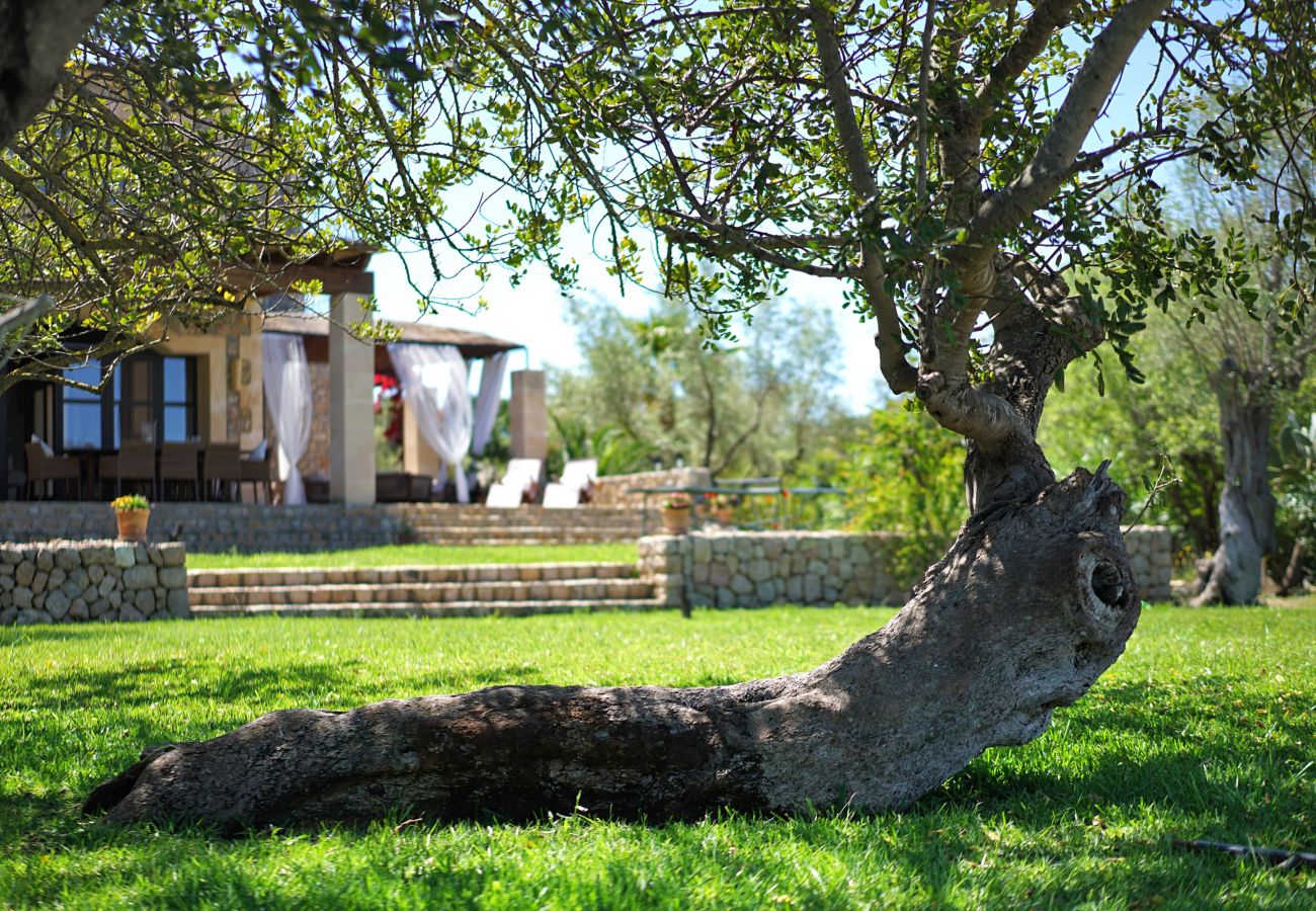 Villa in Pollensa - Olivo De La Roca