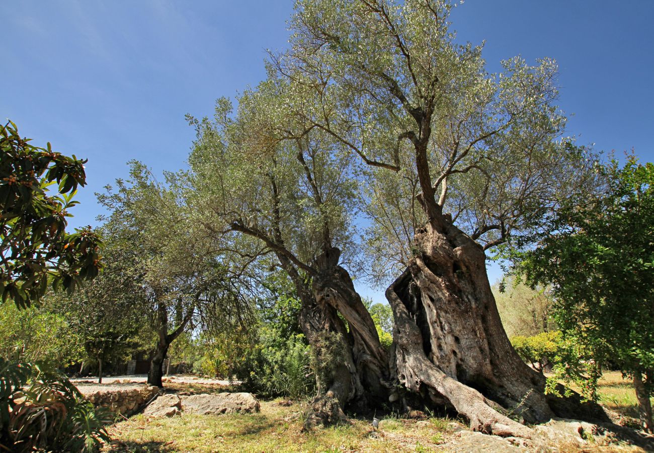 Villa in Pollensa - Olivo De La Roca