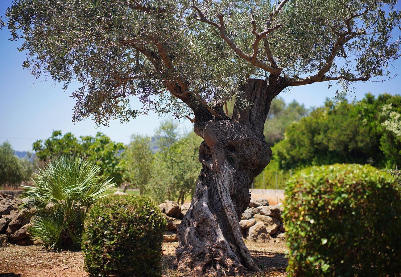 Villa in Pollensa - VIDRIER CAMPERO