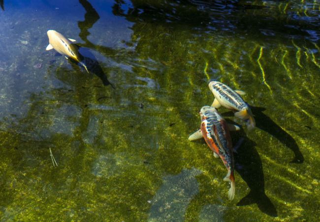 Villa in Alcudia - Villa Leones Villa in Alcudia - Villa Leones