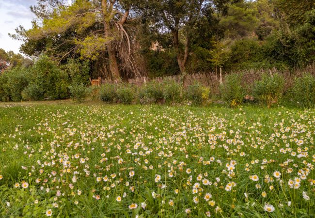 Villa in Pollensa - NEW! Can Picassa Tafona Villa in Pollensa - NEW! Can Picassa Tafona