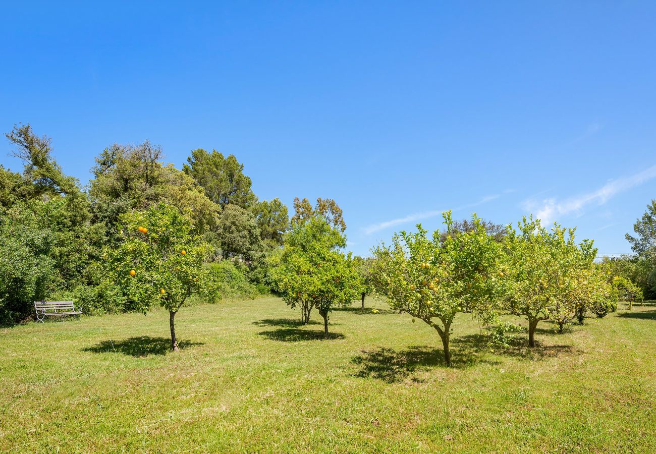 Villa in Pollensa - Finca Caro