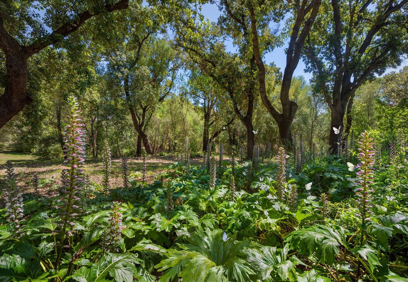 Villa in Pollensa - Finca Caro