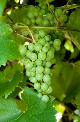 Green grapes